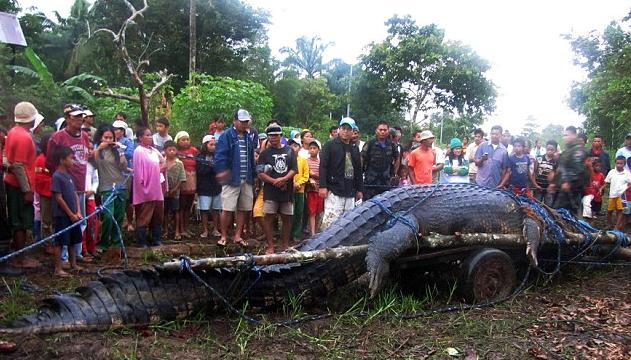 الفلبين: موت أكبر تمساح في العالم