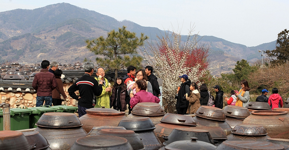 كوريا: مهرجان عالمي لزهرة الكرز