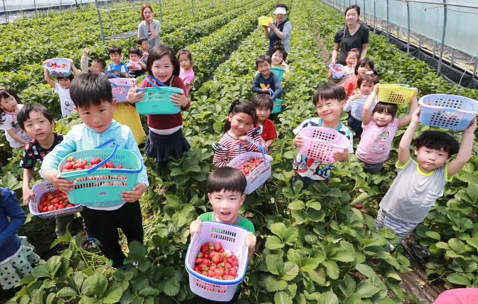 الريف الكوري يحتفل بمهرجان الفراولة
