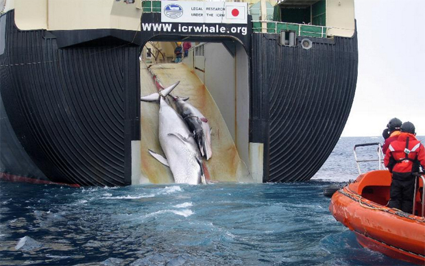 باسم العلم … اليابان تدبر مذابح الحيتان