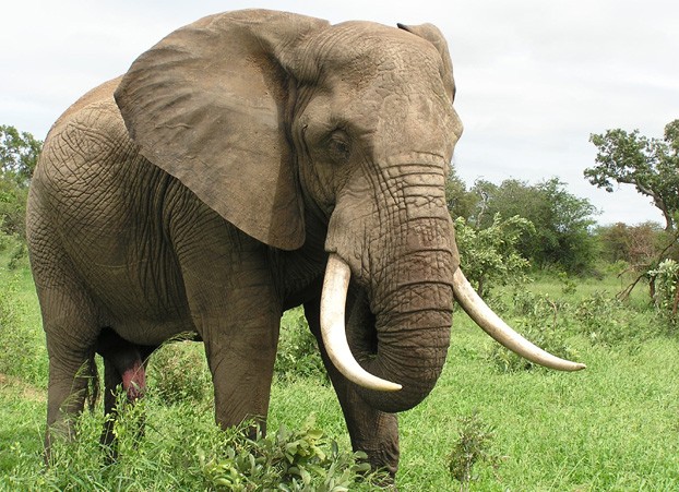 تجارة العاج … مقبرة الفيل الأفريقي